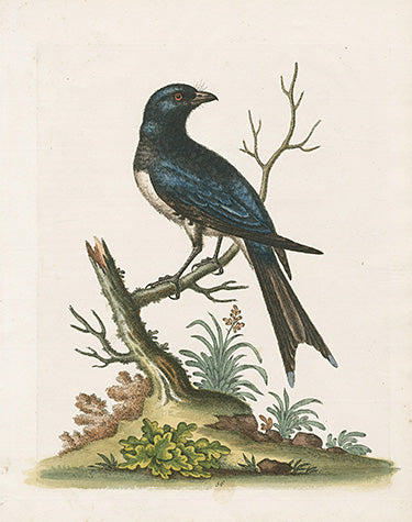 George Edwards Bird Print Fork-Tailed Butcher