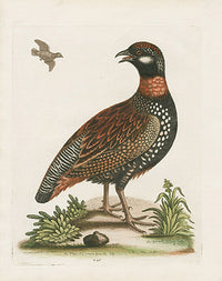 George Edwards Bird Print Francolin - Panteek Antique Prints