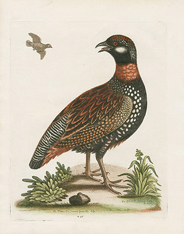 George Edwards Bird Print Francolin