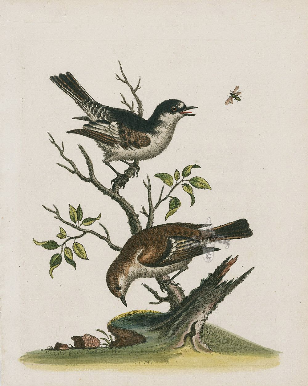 George Edwards Bird Print Gold-finch Cock and Hen