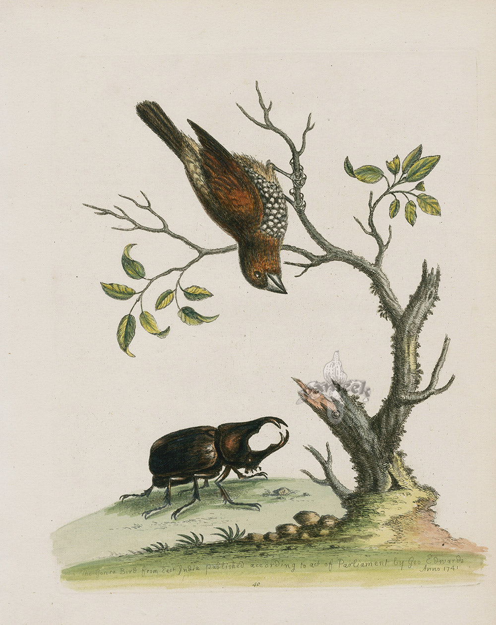 George Edwards Bird Print Gonra Bird from East India