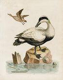 George Edwards Bird Print Great Black & White Duck - Panteek Antique Prints