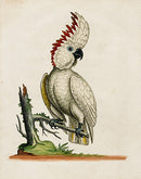 George Edwards Bird Print Greater Cockatoo - Panteek Antique Prints