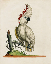 George Edwards Bird Print Greater Cockatoo - Panteek Antique Prints