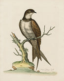George Edwards Bird Print Greater Swift - Panteek Antique Prints