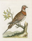 George Edwards Bird Print Grous or Kata - Panteek Antique Prints