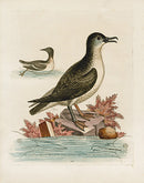 George Edwards Bird Print Guillemot - Panteek Antique Prints