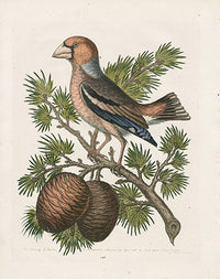 George Edwards Bird Print Haw-finch - Panteek Antique Prints