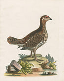 George Edwards Bird Print Heathcock - Panteek Antique Prints