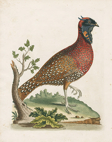 George Edwards Bird Print Horned Pheasant