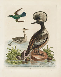 George Edwards Bird Print Hummingbird - Panteek Antique Prints