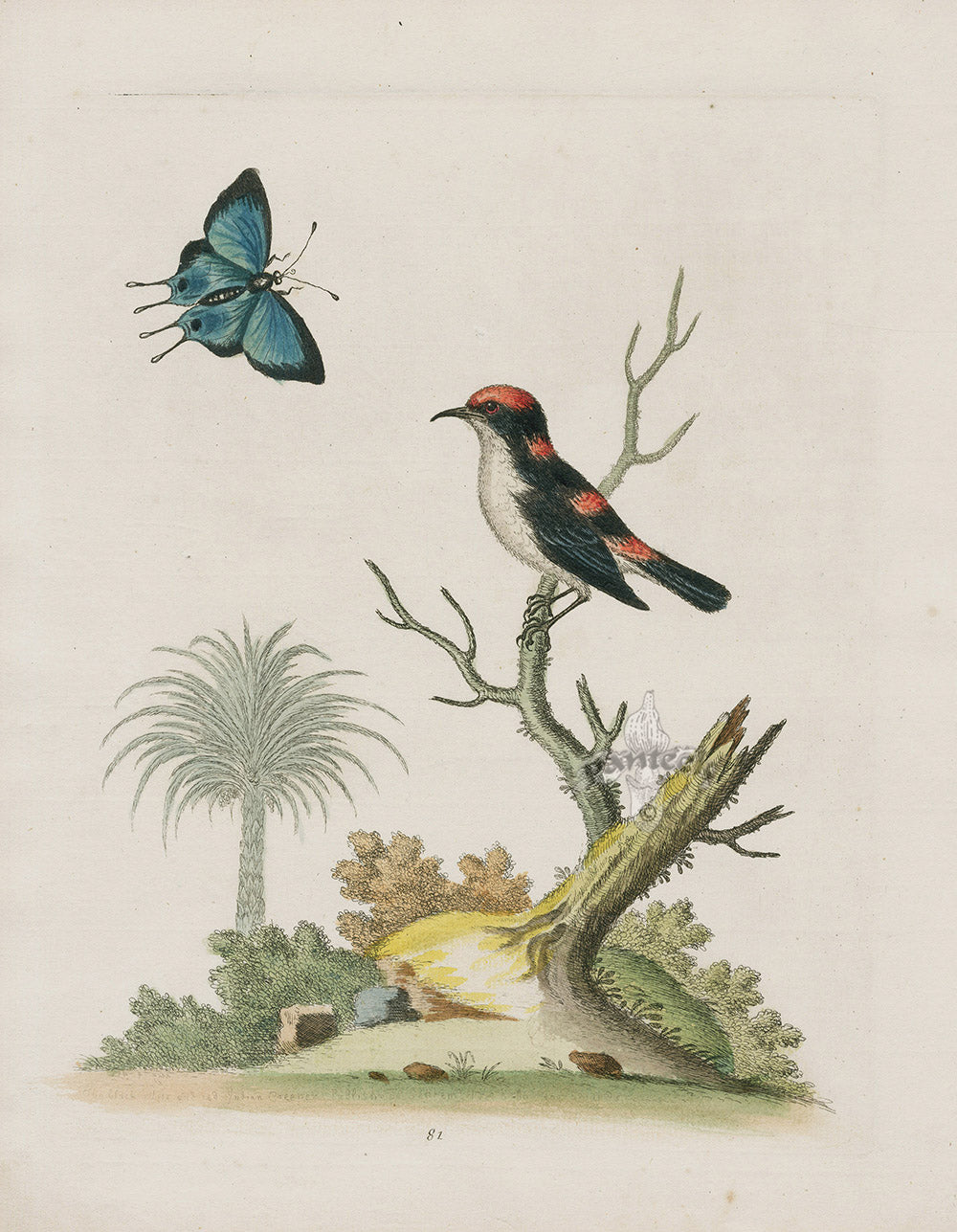 George Edwards Bird Print Indian Creeper, East Indies