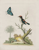 George Edwards Bird Print Indian Creeper, East Indies - Panteek Antique Prints