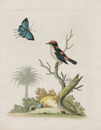 George Edwards Bird Print Indian Creeper, East Indies - Panteek Antique Prints