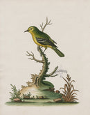George Edwards Bird Print Indian Fig-eater - Panteek Antique Prints