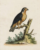 George Edwards Bird Print Indian Hawk - Panteek Antique Prints