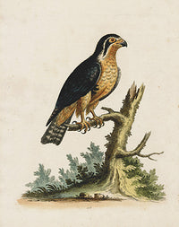 George Edwards Bird Print Indian Hawk - Panteek Antique Prints