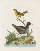 George Edwards Bird Print Jamaican Birds - Panteek Antique Prints