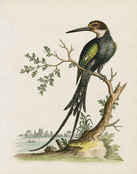 George Edwards Bird Print Kingfisher - Panteek Antique Prints
