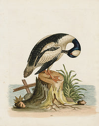 George Edwards Bird Print Little Black & White Duck - Panteek Antique Prints