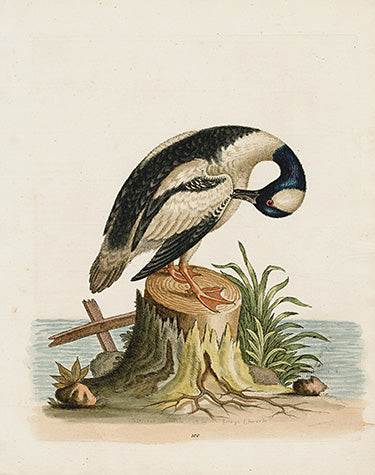 George Edwards Bird Print Little Black & White Duck