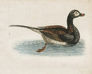 George Edwards Bird Print Long Tailed Duck - Panteek Antique Prints