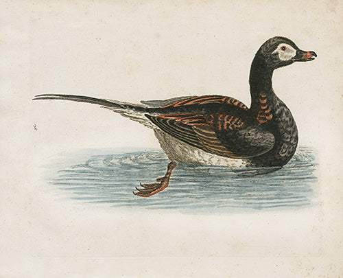 George Edwards Bird Print Long Tailed Duck