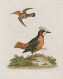 George Edwards Bird Print Manakin, Hummingbird W. Indies - Panteek Antique Prints