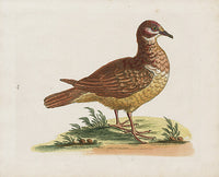 George Edwards Bird Print Mountain Partridge - Panteek Antique Prints