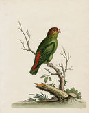 George Edwards Bird Print Parrakeet - Panteek Antique Prints