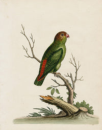 George Edwards Bird Print Parrakeet - Panteek Antique Prints