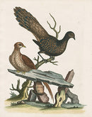 George Edwards Bird Print Peacock Pheasant - Panteek Antique Prints