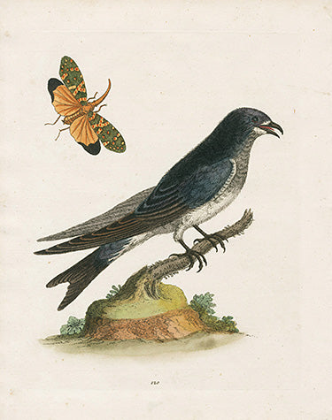 George Edwards Bird Print Purple Martin