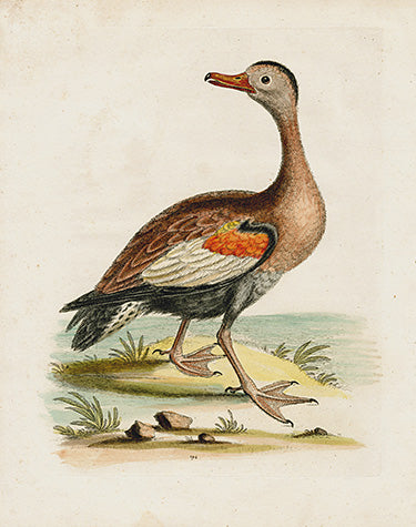 George Edwards Bird Print Red-Billed Whistling Duck