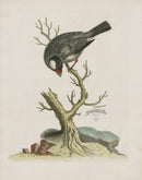 George Edwards Bird Print Rice Bird, China - Panteek Antique Prints