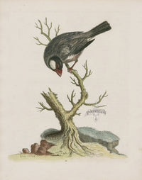 George Edwards Bird Print Rice Bird, China - Panteek Antique Prints