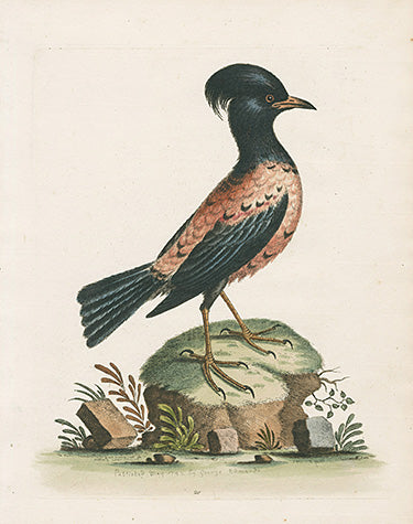 George Edwards Bird Print Rose Ouzel