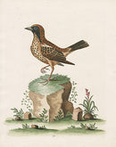 George Edwards Bird Print Schomburger - Panteek Antique Prints