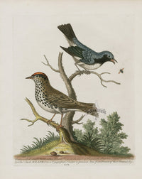 George Edwards Bird Print Small Birds, Hispaniola Coast - Panteek Antique Prints