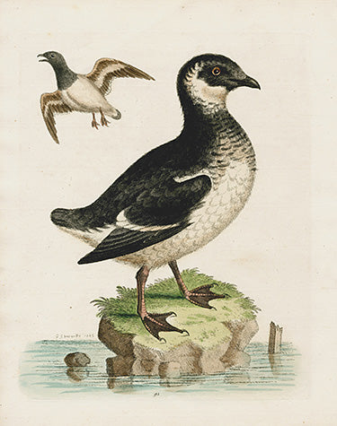 George Edwards Bird Print Small Divers