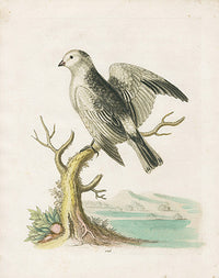 George Edwards Bird Print Snow Bird - Panteek Antique Prints