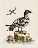 George Edwards Bird Print Spotted Petrel - Panteek Antique Prints