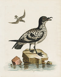 George Edwards Bird Print Spotted Petrel - Panteek Antique Prints