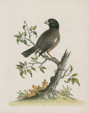 George Edwards Bird Print The Rice Bird - Panteek Antique Prints