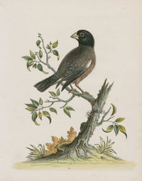 George Edwards Bird Print The Rice Bird - Panteek Antique Prints