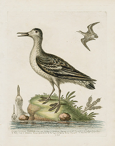 George Edwards Bird Print Tringa