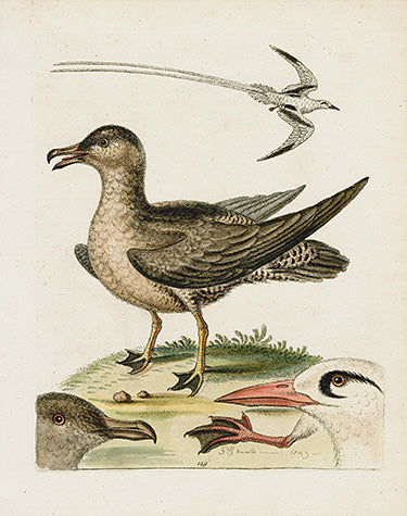 George Edwards Bird Print Tropic Bird