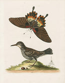 George Edwards Bird Print Wall-creeper - Panteek Antique Prints