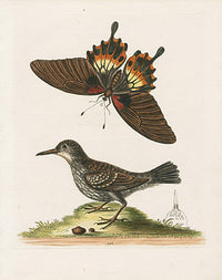 George Edwards Bird Print Wall-creeper - Panteek Antique Prints