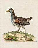 George Edwards Bird Print Water Hen - Panteek Antique Prints